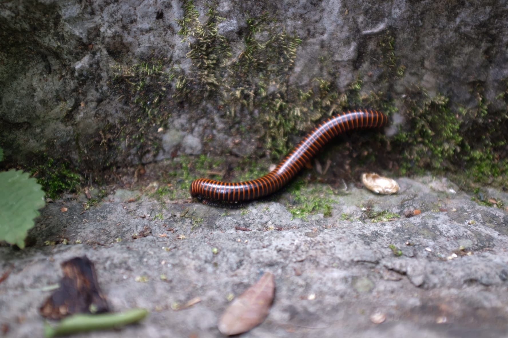 Circuit 2 semaines en Chine : Pekin - Guilin - Wuhan guilin seven star parc