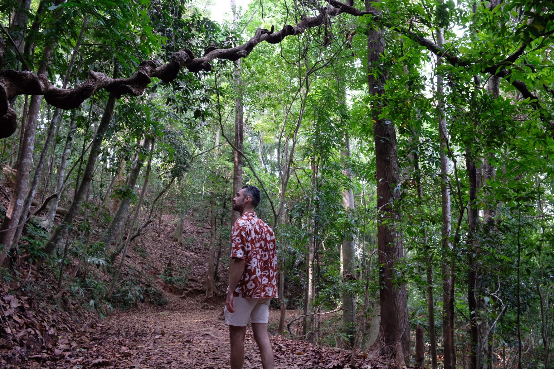 Visiter Kandy autrement : balade dans la forêt royale jardin botanique royal kandy sri lanka
