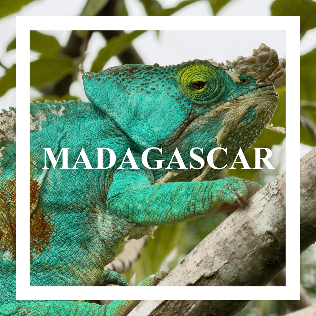 Madagascar caméléon vert sur un arbre andasibe