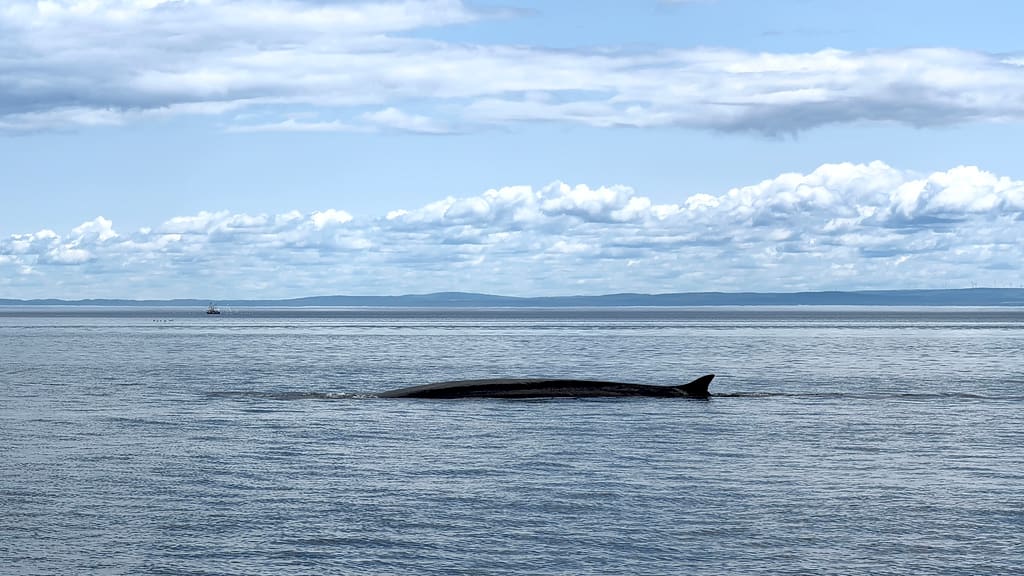 Road trip au Québec : itinéraire de 2 semaines de Montréal à la Gaspésie croisière Essipit pour voir des rorcal au Québec vers Tadoussac