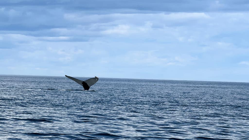 Où et quand voir des baleines à Tadoussac au Québec Queue d'une baleine à bosse nageant dans le fleuve Saint-Laurent près de Tadoussac