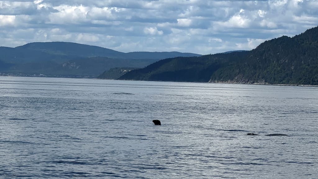 Où et quand voir des baleines à Tadoussac au Québec phoque loors d'un croisière à Tadoussac pour voir les baleines