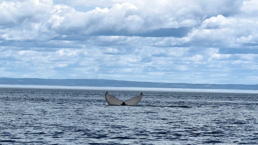 Où dormir à Tadoussac ? Meilleurs hôtels et secteurs baleine vers Tadoussac au Québec