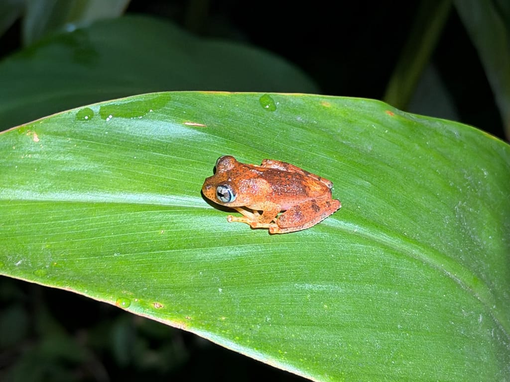 Andasibe à Madagascar : guide complet parcs et lémuriens grenouille de nuit andasibe madagascar