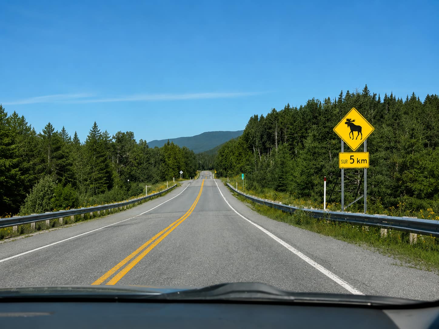 A la recherche des orignaux en Gaspésie ? Rencontre au mont Ernest-Laforce A la recherche des orignaux en Gaspésie ? Rencontre au mont Ernest-Laforce