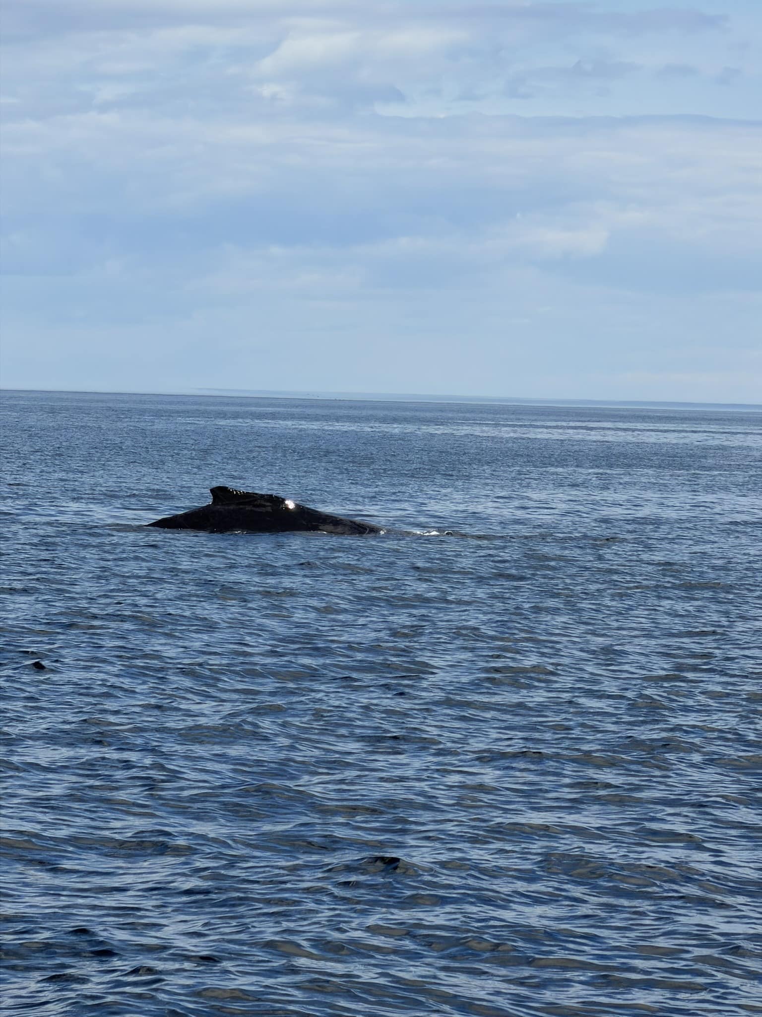 Où et quand voir des baleines à Tadoussac au Québec croisière Essipit pour voir des rorcal au Québec vers Tadoussac