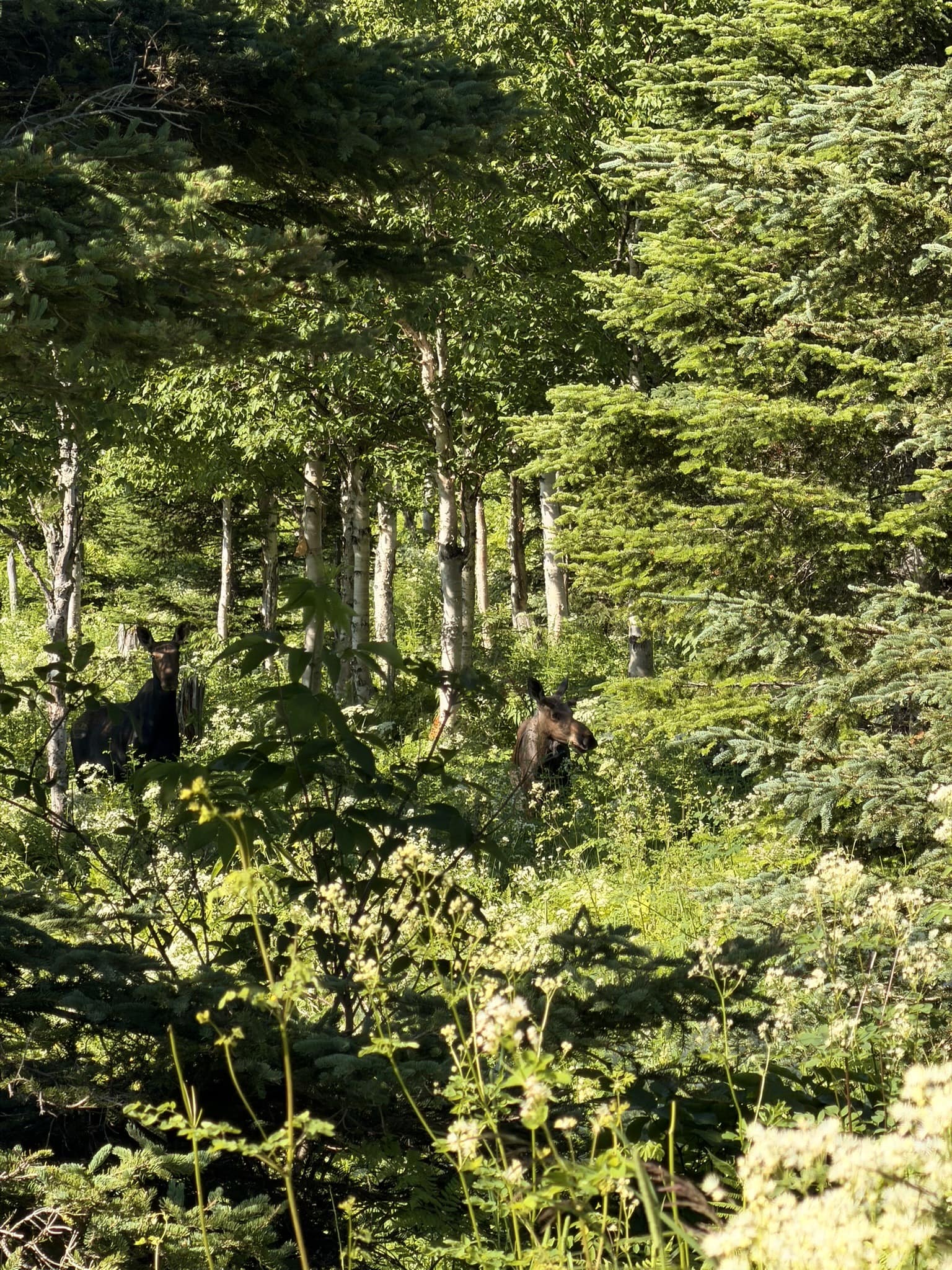 A la recherche des orignaux en Gaspésie ? Rencontre au mont Ernest-Laforce Femelle orignal et ses deux petits au mont Ernest-Laforce en Gaspésie