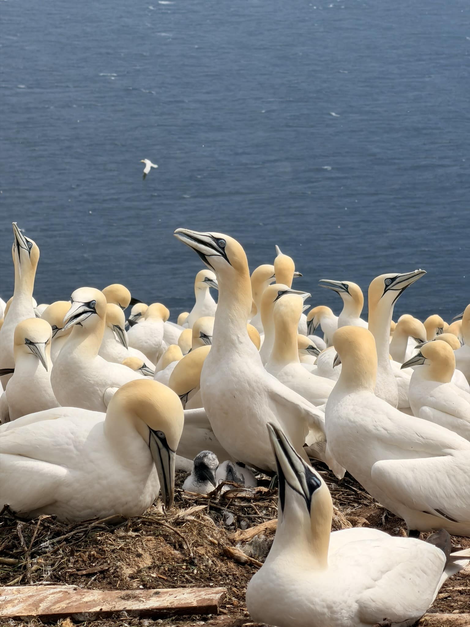 Road trip au Québec : itinéraire de 2 semaines de Montréal à la Gaspésie Milliers de fous de Bassan réunis sur l’île Bonaventure en Gaspésie