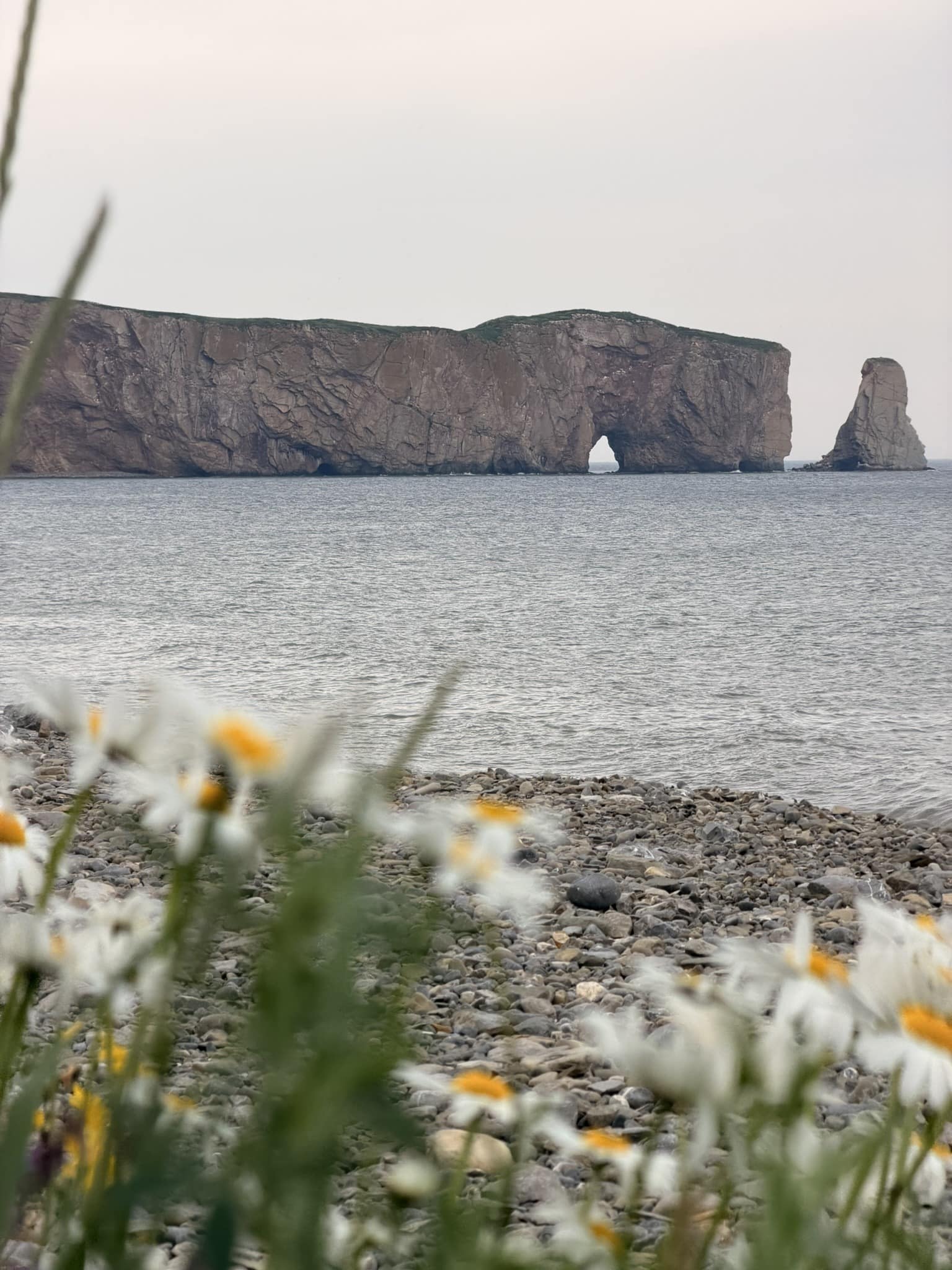Road trip au Québec : itinéraire de 2 semaines de Montréal à la Gaspésie Rocher Percé observé depuis le front de mer de Percé avec fleur blanches au premier plan