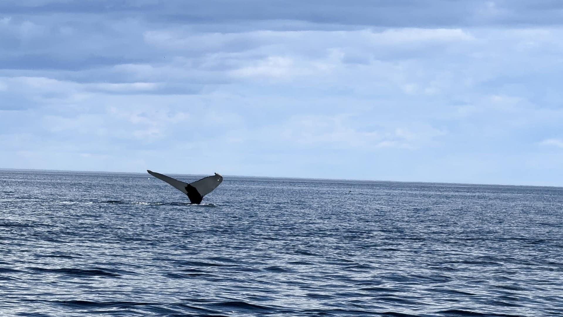 Tadoussac en 3 jours : itinéraire pour un premier séjour Queue d'une baleine à bosse nageant dans le fleuve Saint-Laurent près de Tadoussac