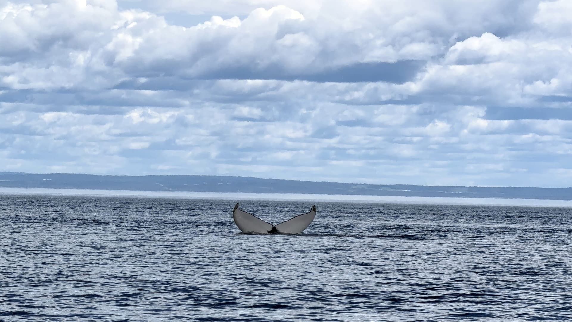 Où et quand voir des baleines à Tadoussac au Québec Où et quand voir des baleines à Tadoussac au Québec