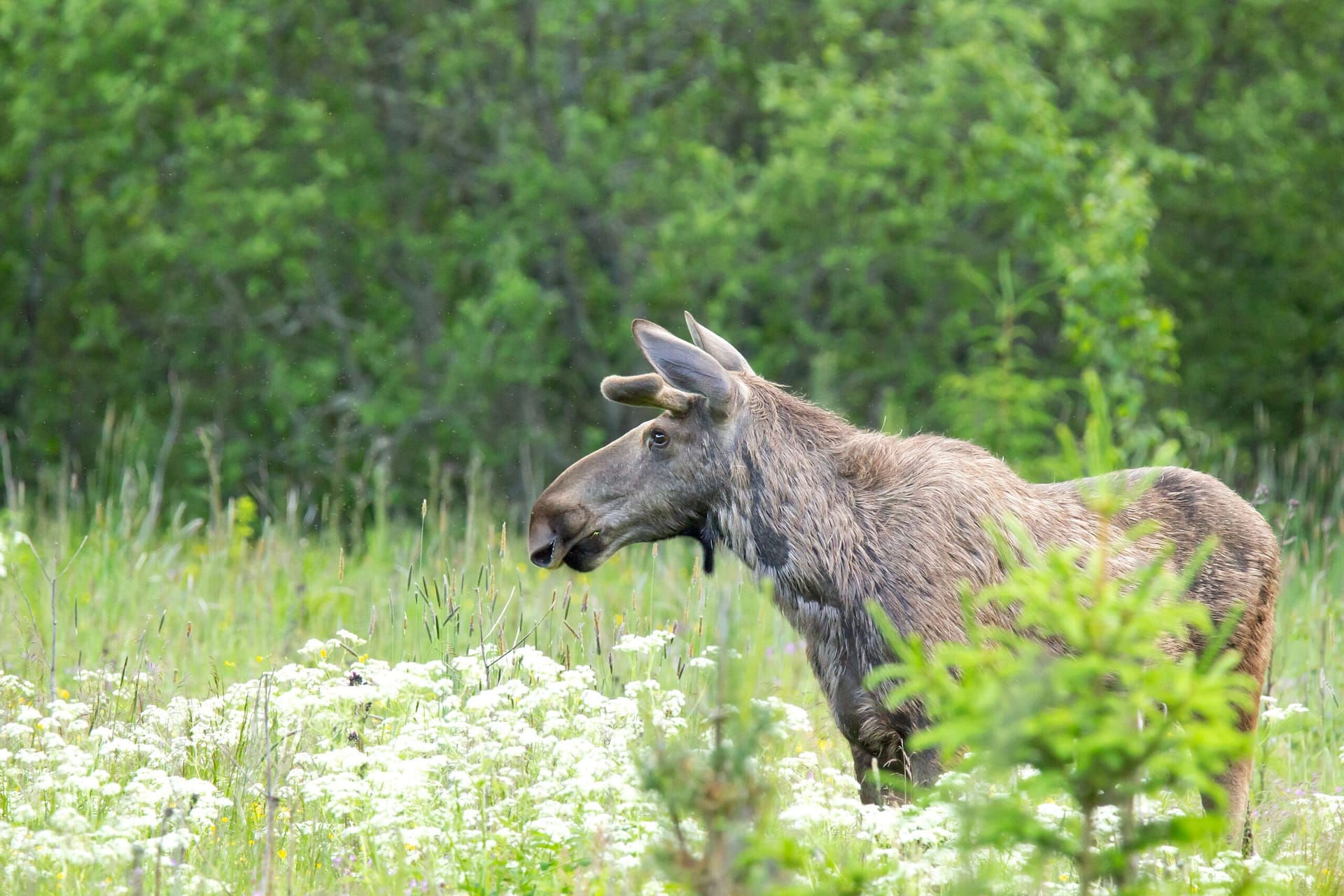 A la recherche des orignaux en Gaspésie ? Rencontre au mont Ernest-Laforce jeune orignal dans la forêt en Gaspésie