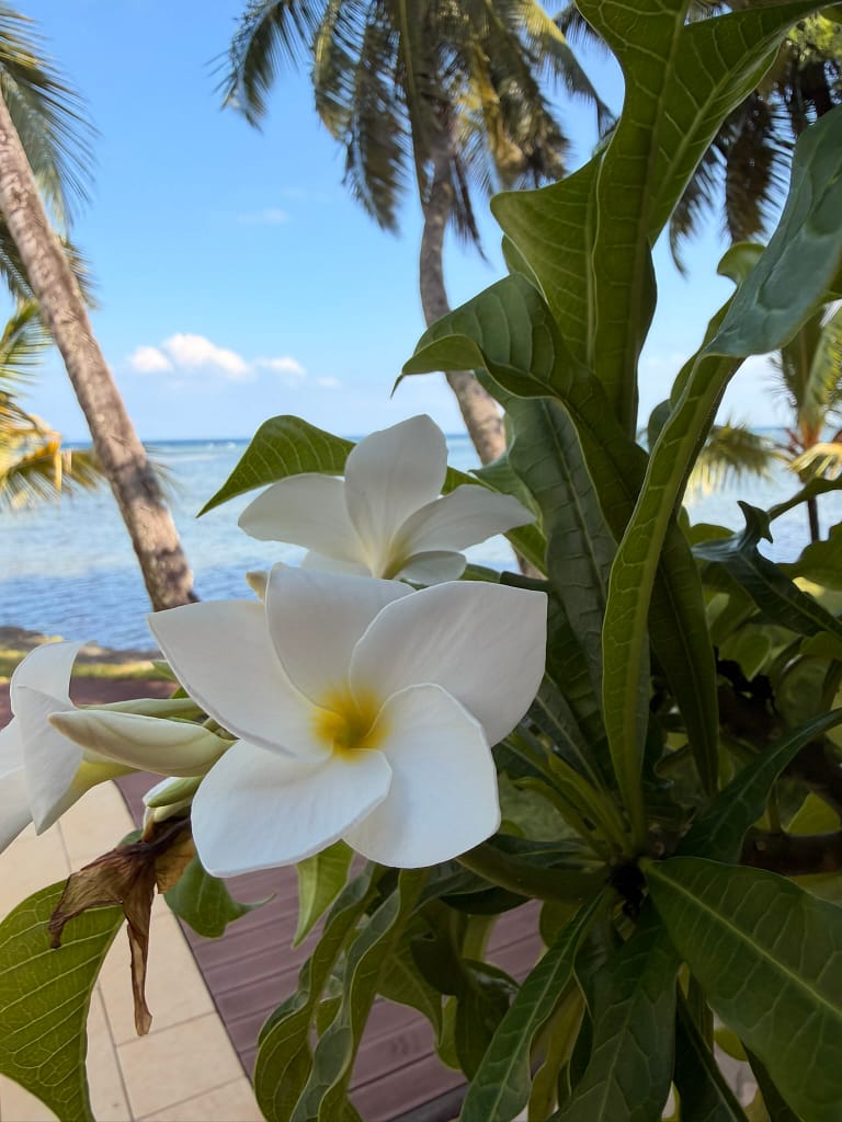 Préparer un voyage à Madagascar : guide complet, visa, budget, vaccins fleur de tiarée Mantis hotel Madagascar ile sainte marie
