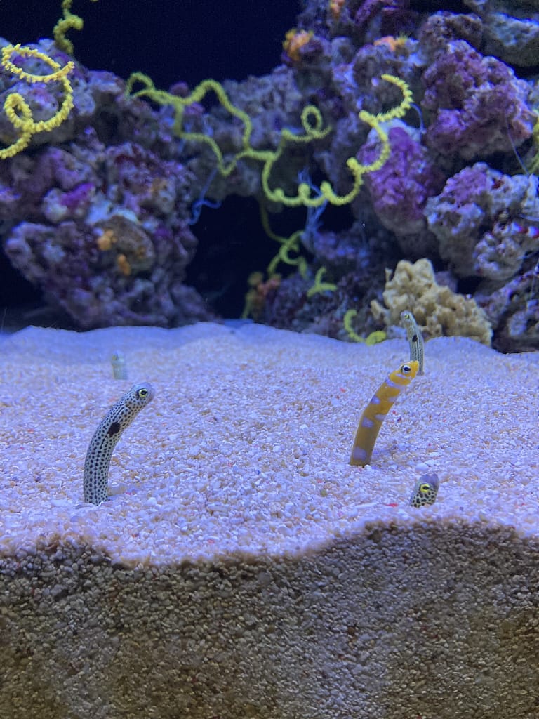 Que faire à Lisbonne en 4 jours ? Itinéraire complet pour une première visite Visiter l'Oceanário de Lisboa au Portugal