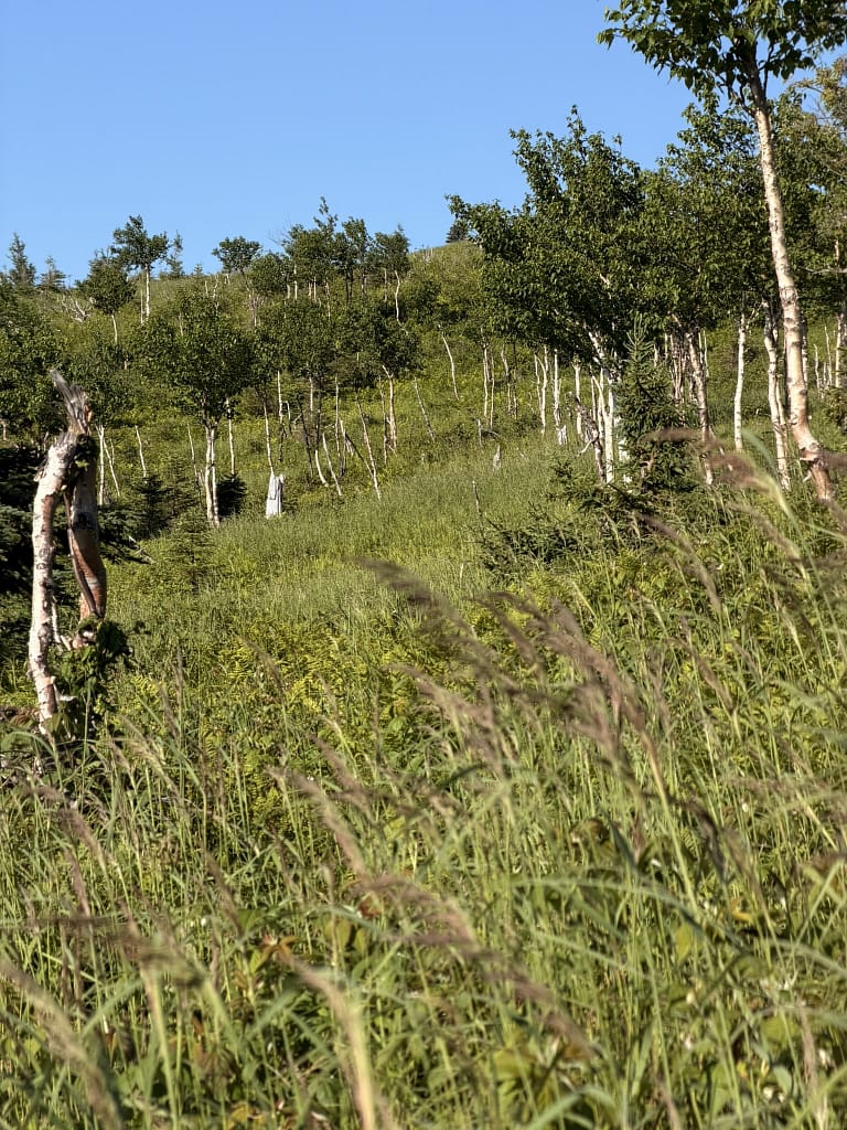 Road trip au Québec : itinéraire de 2 semaines de Montréal à la Gaspésie voir des orignaux en Gaspésie au Québec à Ernest Laforce