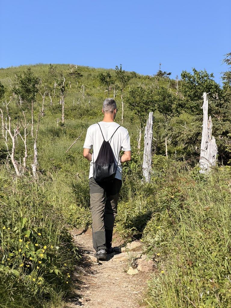 A la recherche des orignaux en Gaspésie ? Rencontre au mont Ernest-Laforce randonnée au Mont Ernest-Laforce en Gaspésie à la recherche des orignaux