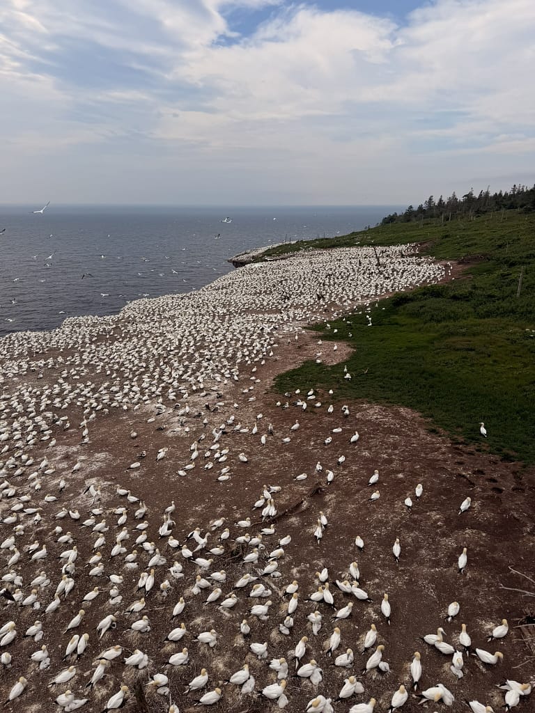 Road trip au Québec : itinéraire de 2 semaines de Montréal à la Gaspésie l'île Bonaventure abrite la plus grande colonie accessible de fous de Bassan