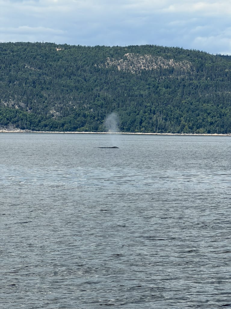 Tadoussac en 3 jours : itinéraire pour un premier séjour croisière Essipit pour voir des baleines au Québec vers Tadoussac