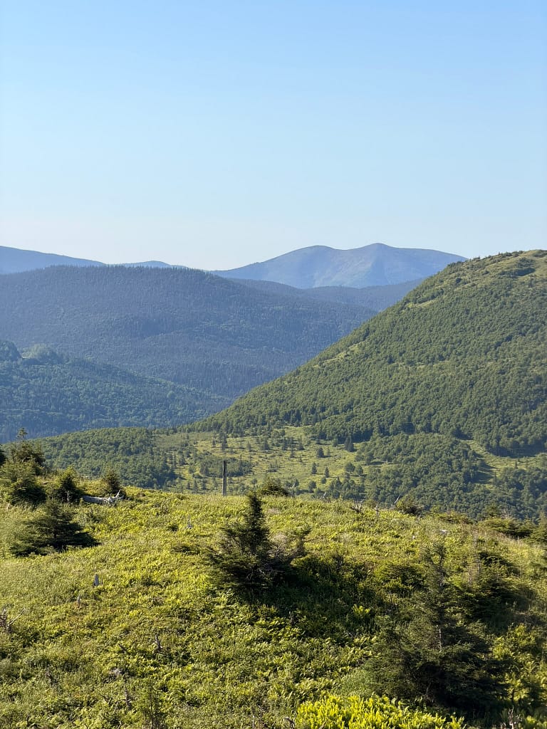 A la recherche des orignaux en Gaspésie ? Rencontre au mont Ernest-Laforce parc ernest laforce en Gaspésie