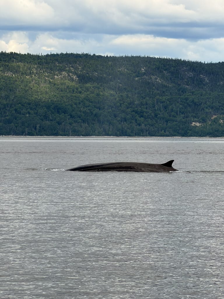 Tadoussac en 3 jours : itinéraire pour un premier séjour croisière en zodiaque vers Tadoussac avec gros rorqual