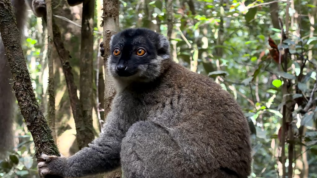 Lémurien Andasibe Madagascar