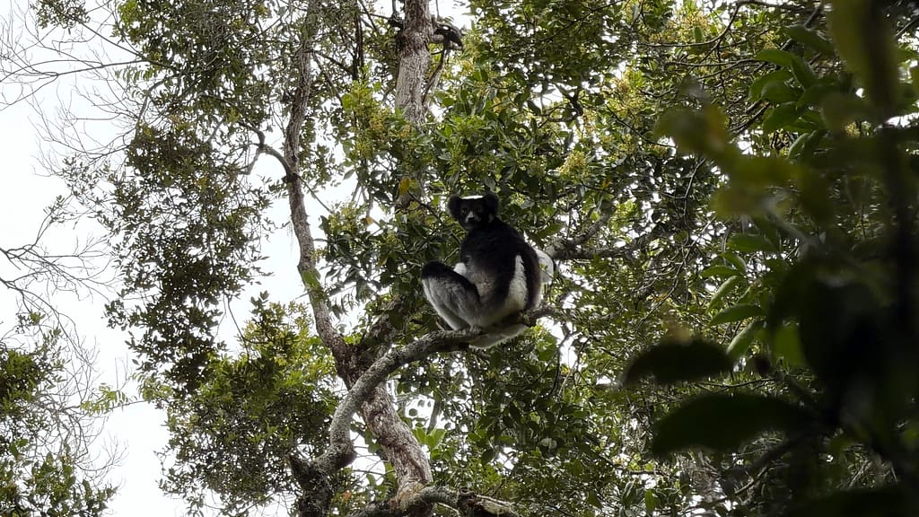 lémurien indri indri Madagascar Andasibe