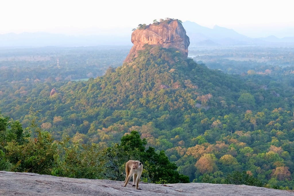 Sri Lanka en avril : itinéraire de 2 semaines entre Sigiriya, Kandy, Ella et Tangalle singe devant le lion rock au lever de soleil