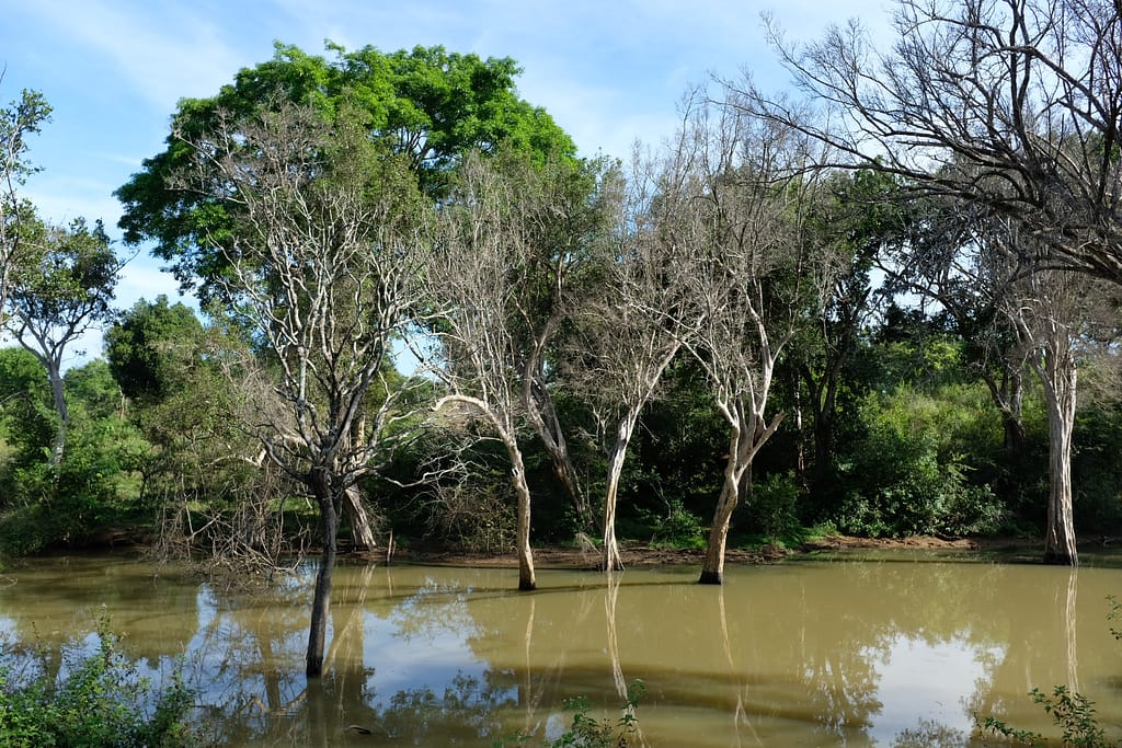 Quel safari faire au Sri Lanka : expérience à Udawalawe Udawalawe safari au lever avec étang et arbres qui poussent dans l'eau