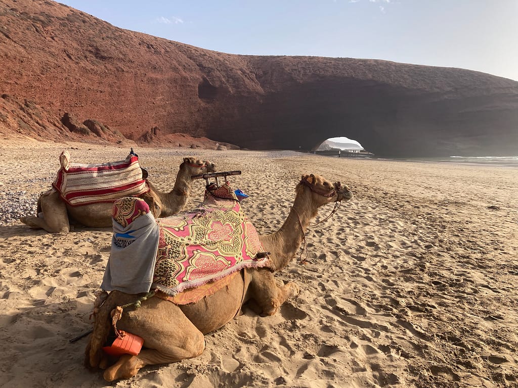 Maroc legzira plage avec grande arche de pierre orange et chameau posés dans le sable au maroc