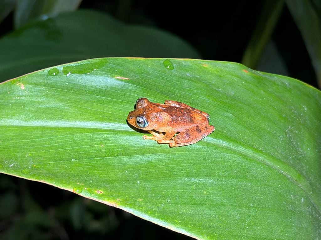 Que faire à Andasibe à Madagascar ? Guide complet 2026 grenouille de nuit andasibe madagascar