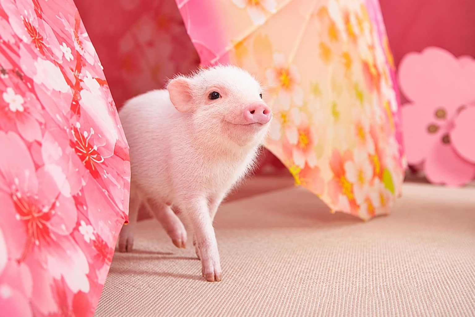 Visiter le Japon en 2 semaines : itinéraire de 15 jours entre Tokyo, Kyoto et Osaka Micro Pig Café d'Asakusa : une pause insolite au cœur de Tokyo au Japon
