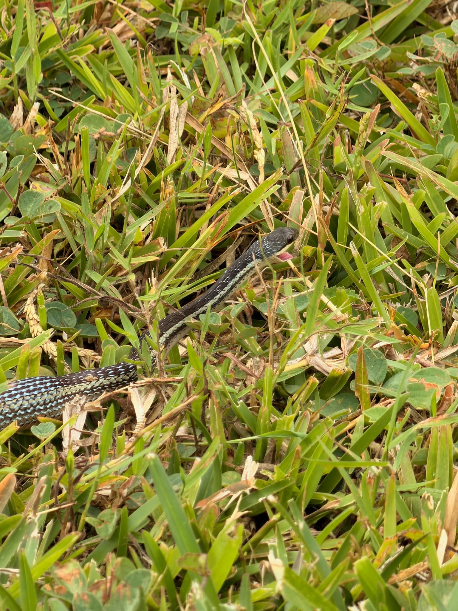 Que faire à Andasibe à Madagascar ? Guide complet 2026 serpent andasibe madagascar
