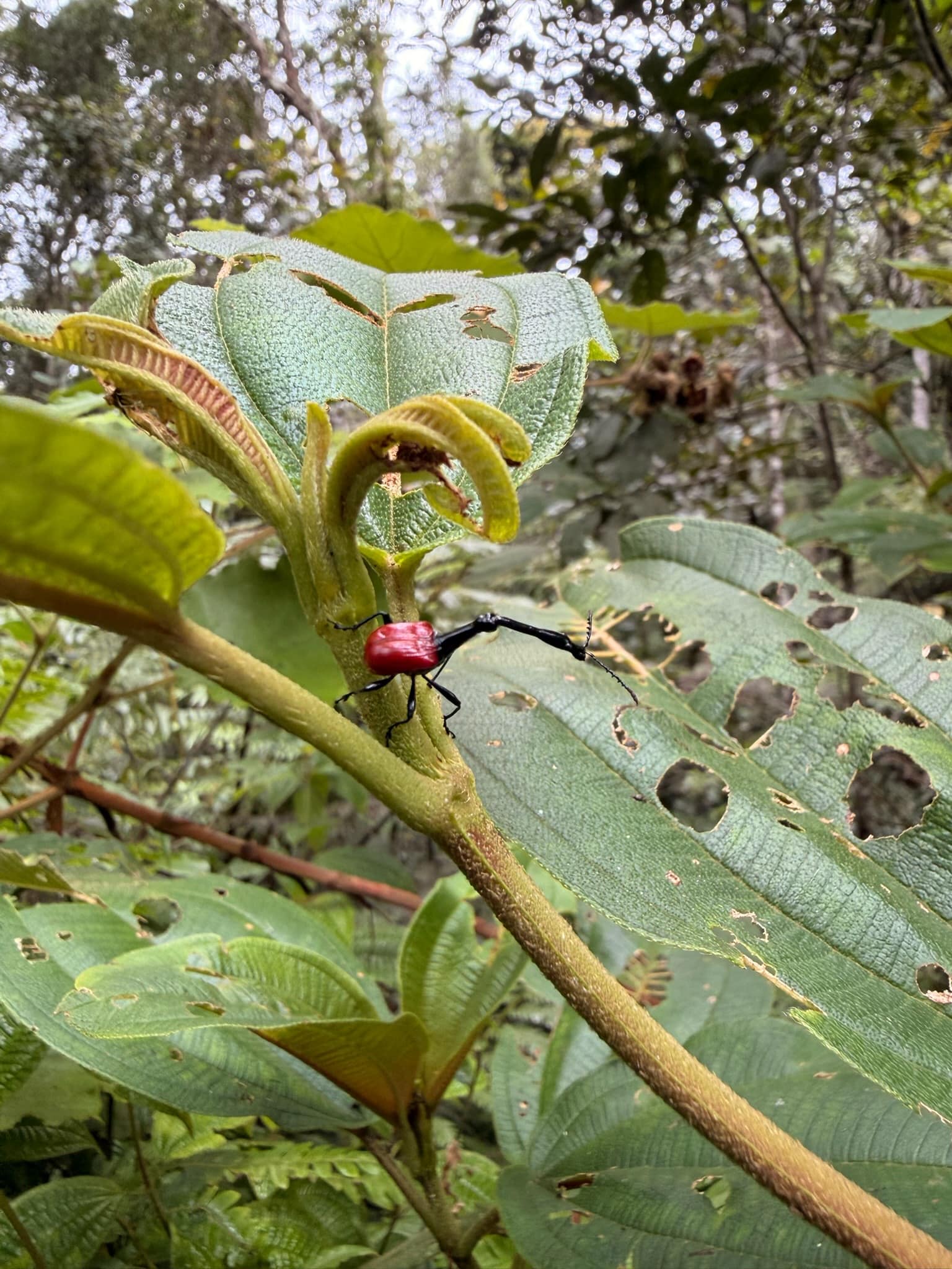 Que faire à Andasibe à Madagascar ? Guide complet 2026 insecte Andasibe Madagascar