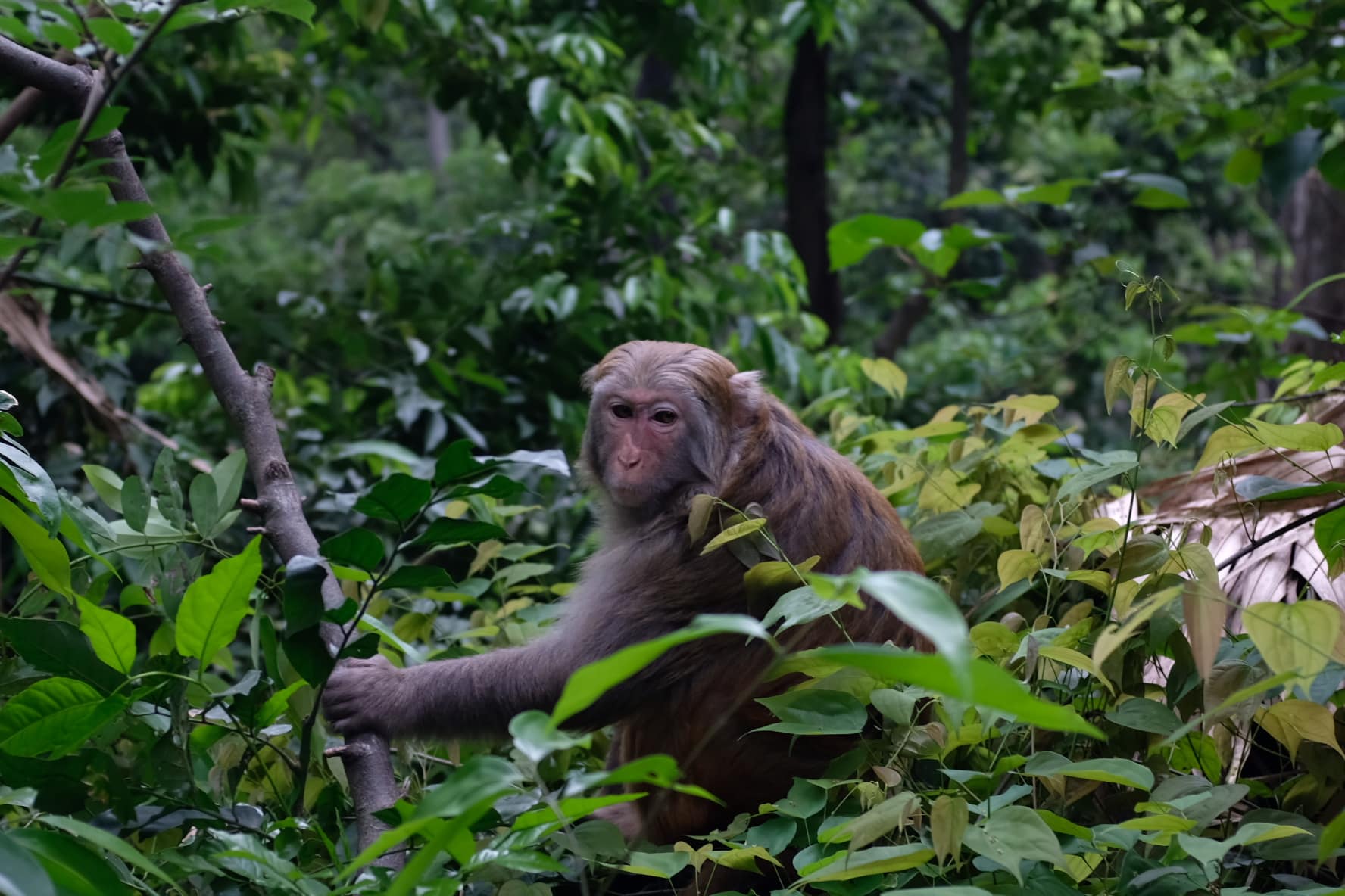 Voyage en Chine sans agence : notre itinéraire de 2 semaines entre Pékin, Guilin et Wuhan singe guilin