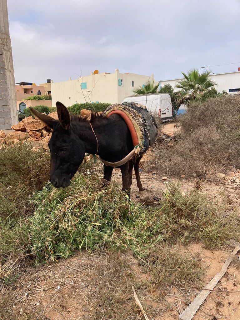 Maroc âne dans les ruelles de mirleft au maroc