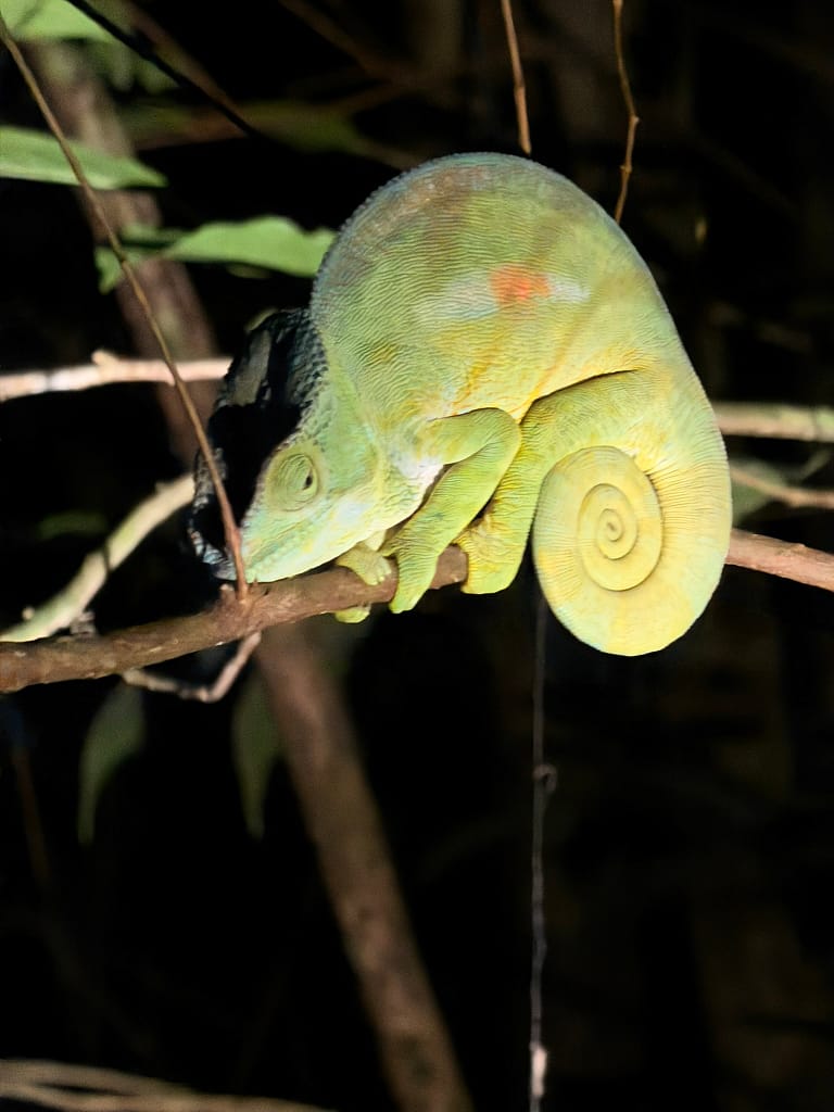 Que faire à Andasibe à Madagascar ? Guide complet 2026 caméléon de nuit andasibe madagascar