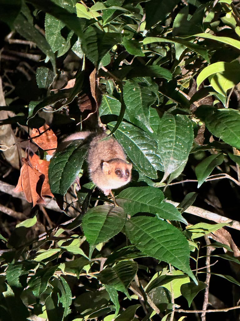 Que faire à Andasibe à Madagascar ? Guide complet 2026 Microcephe a madagascar andasibe