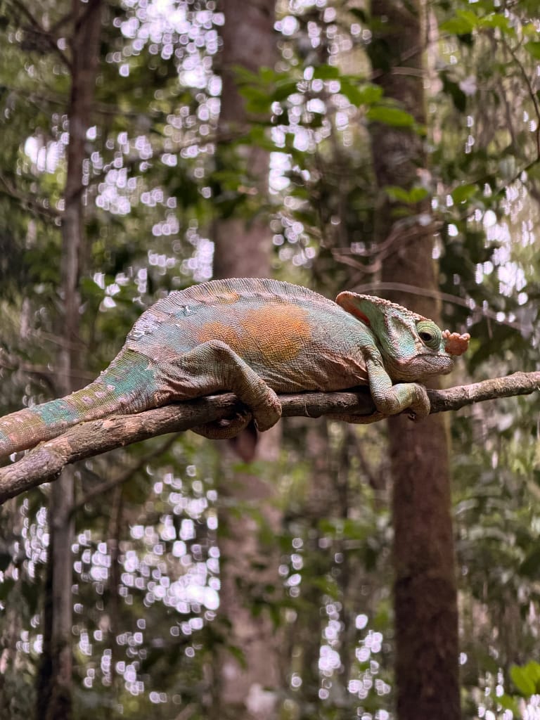 Que faire à Andasibe à Madagascar ? Guide complet 2026 Caméléon Andasibe Madagascar