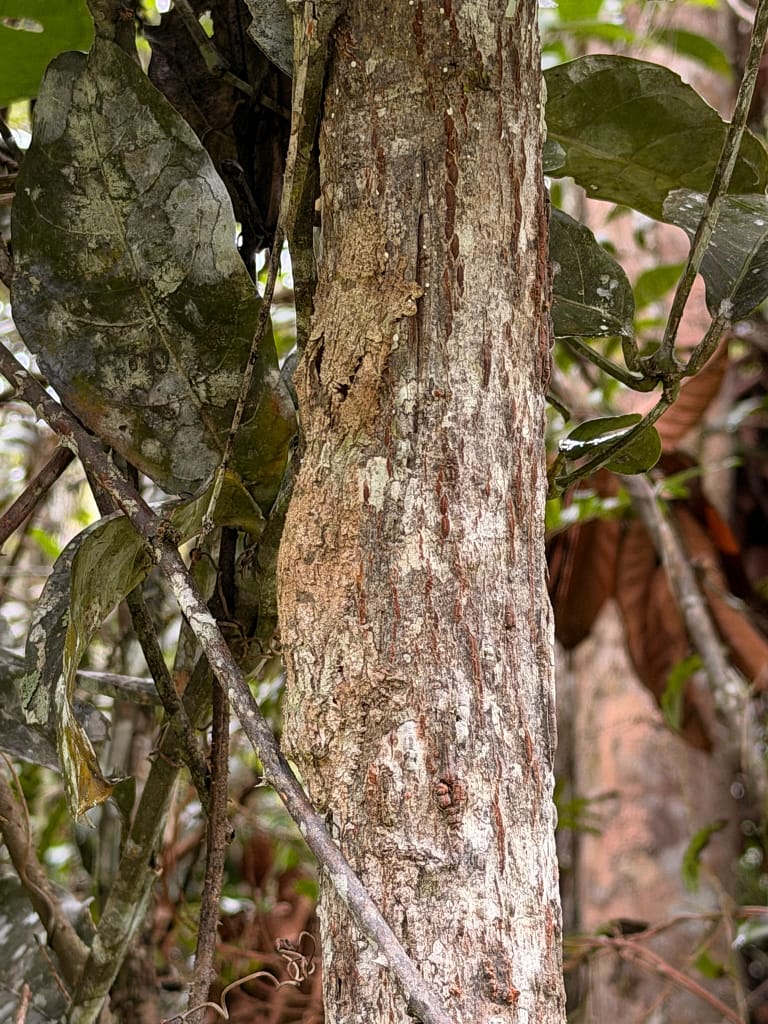 Que faire à Andasibe à Madagascar ? Guide complet 2026 geko feuille camouflé madagascar andasibe