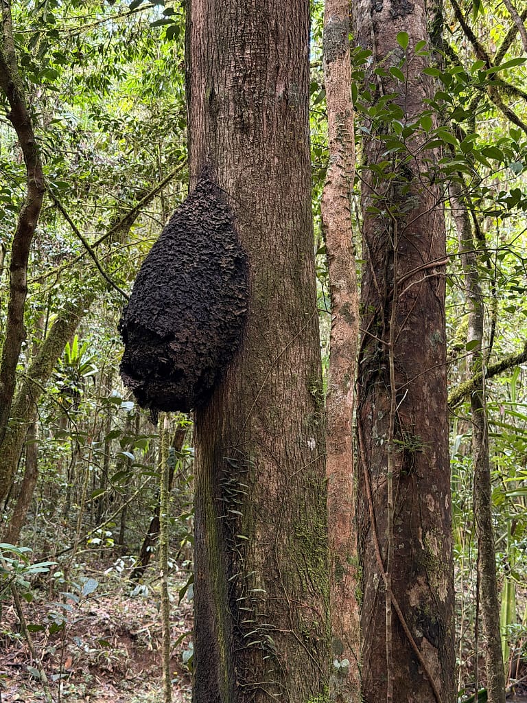 Que faire à Andasibe à Madagascar ? Guide complet 2026 Nid de fourmis noires Mantadia Andasibe Madagascar
