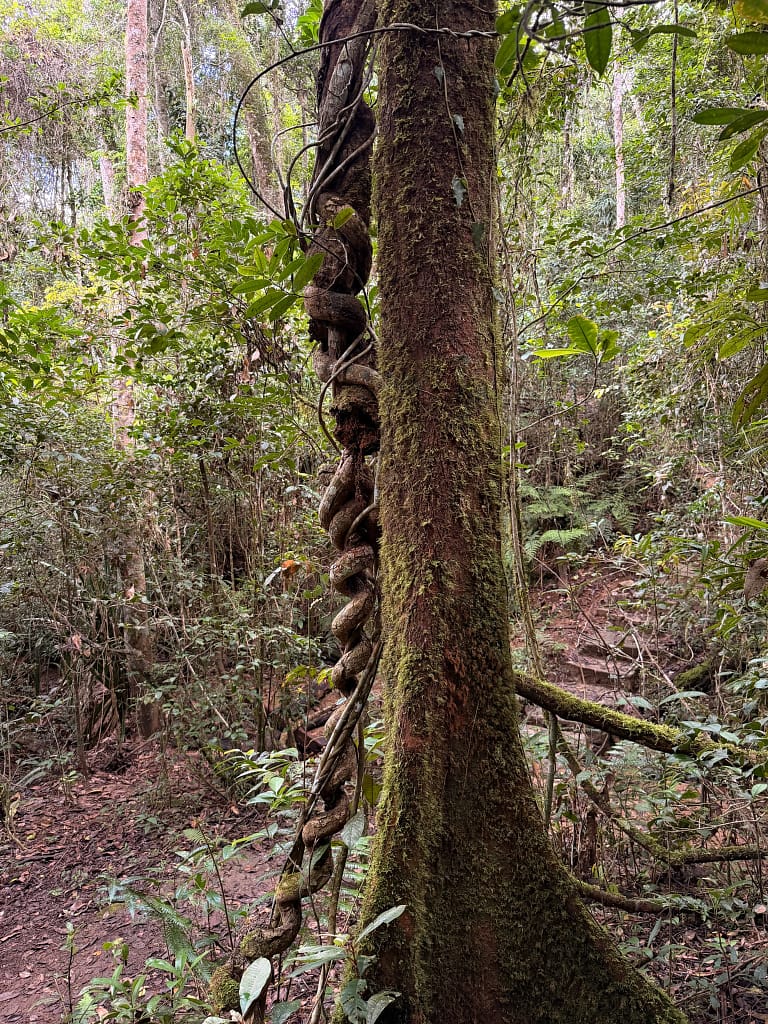 Que faire à Andasibe à Madagascar ? Guide complet 2026 Jungle mantadia Andasibe Madagascar