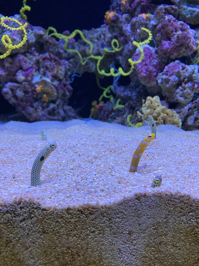Que faire à Lisbonne en 4 jours ? Itinéraire complet pour une première visite Visiter l'Oceanário de Lisboa au Portugal