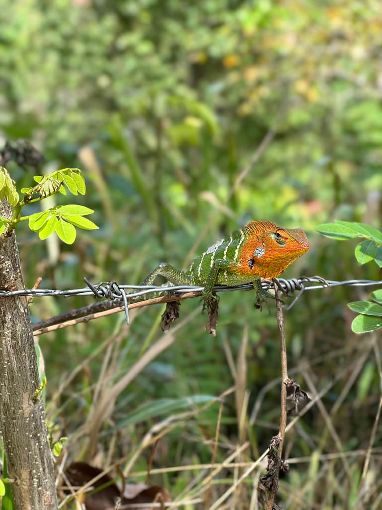 Sri Lanka caméléon a Ella Sri Lanka