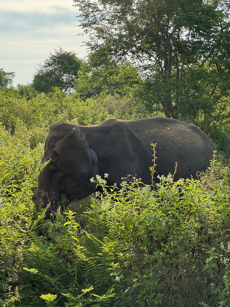 Sri Lanka éléphant Udawalawe
