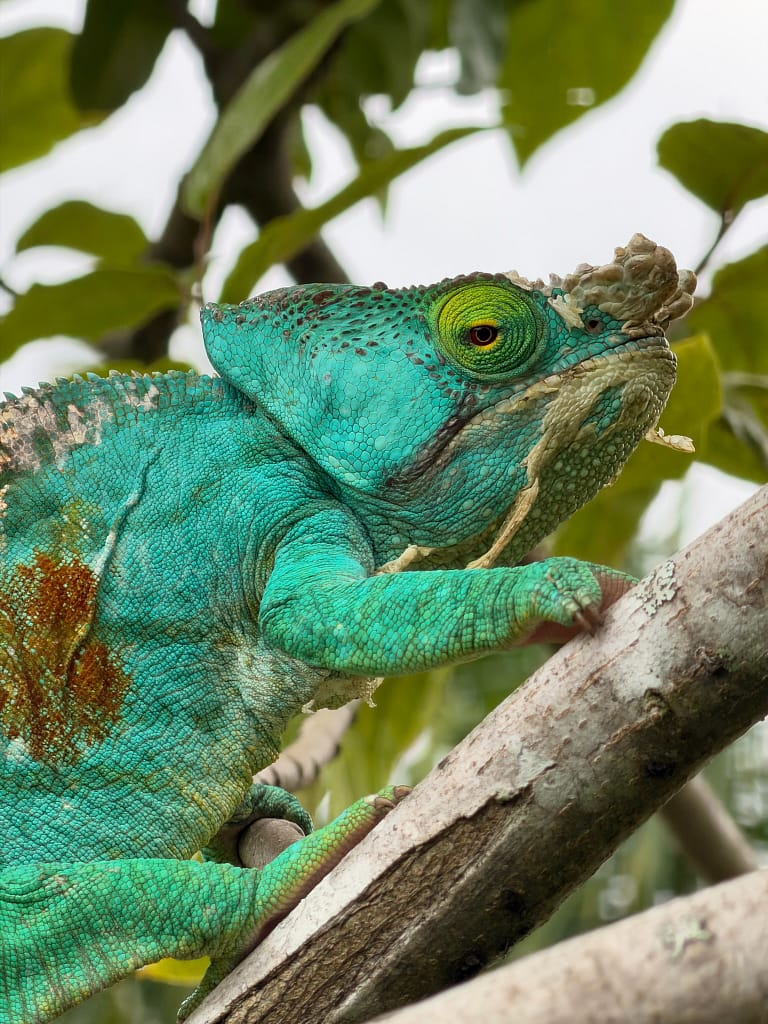 caméléon Andasibe Madagascar itinéraire 2 semaines de voyage